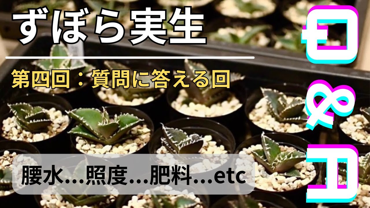 アガベ実生】質問に答える回。水温、光量、肥料etc - YouTube