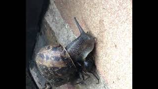English Black Widow Killing Snail