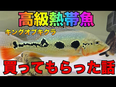Luxury tropical fish👑King of cichla🔥I got it! Luxury tropical fish👑King of cichla🔥I got it!