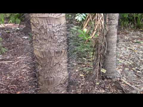 Video: Macaw Palm Care - Kawm Txog Kev Loj Hlob Macaw Palm