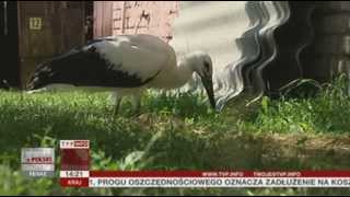 Bocian Kubuś To Prawdziwy Farciarz Raport Z Polski Tvp Info, 26.07.2013