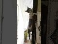 لحضه انتحاريه لكركر اكسبلور Dance Cat هتضحك تحشيش Animals Nature كوميديات Birds تحشي 