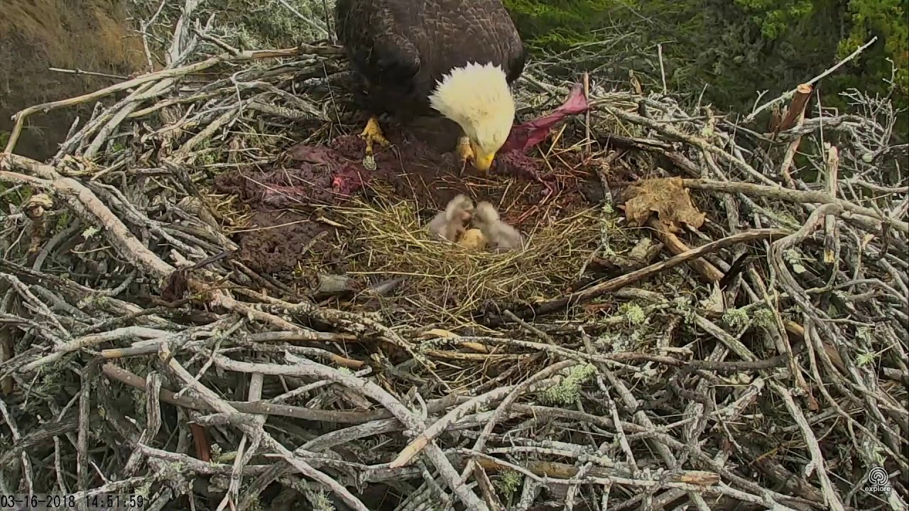 031618 Sauces Canyon eagle's nest; some bites between bonks. YouTube