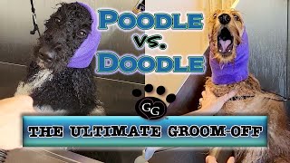 Poodle vs. Doodle Grooming THE ULTIMATE GROOMOFF  Funny Goldendoodle Goes Crazy  Gina's Grooming