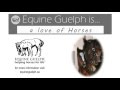 Equine Guelph is EDUCATION &amp; TRAINING