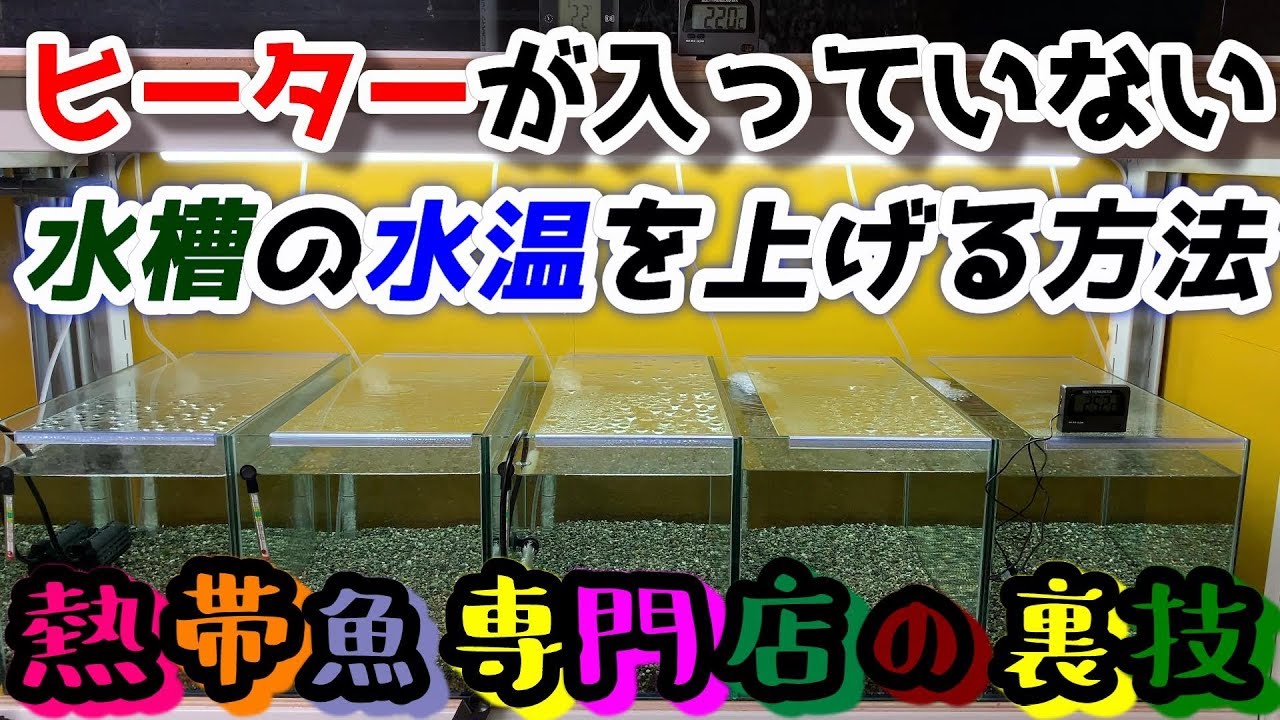 アクアリウム熱帯魚専門店直伝の裏技 ヒーターが入っていない水槽の水温を上げる方法 水草 水槽 Youtube