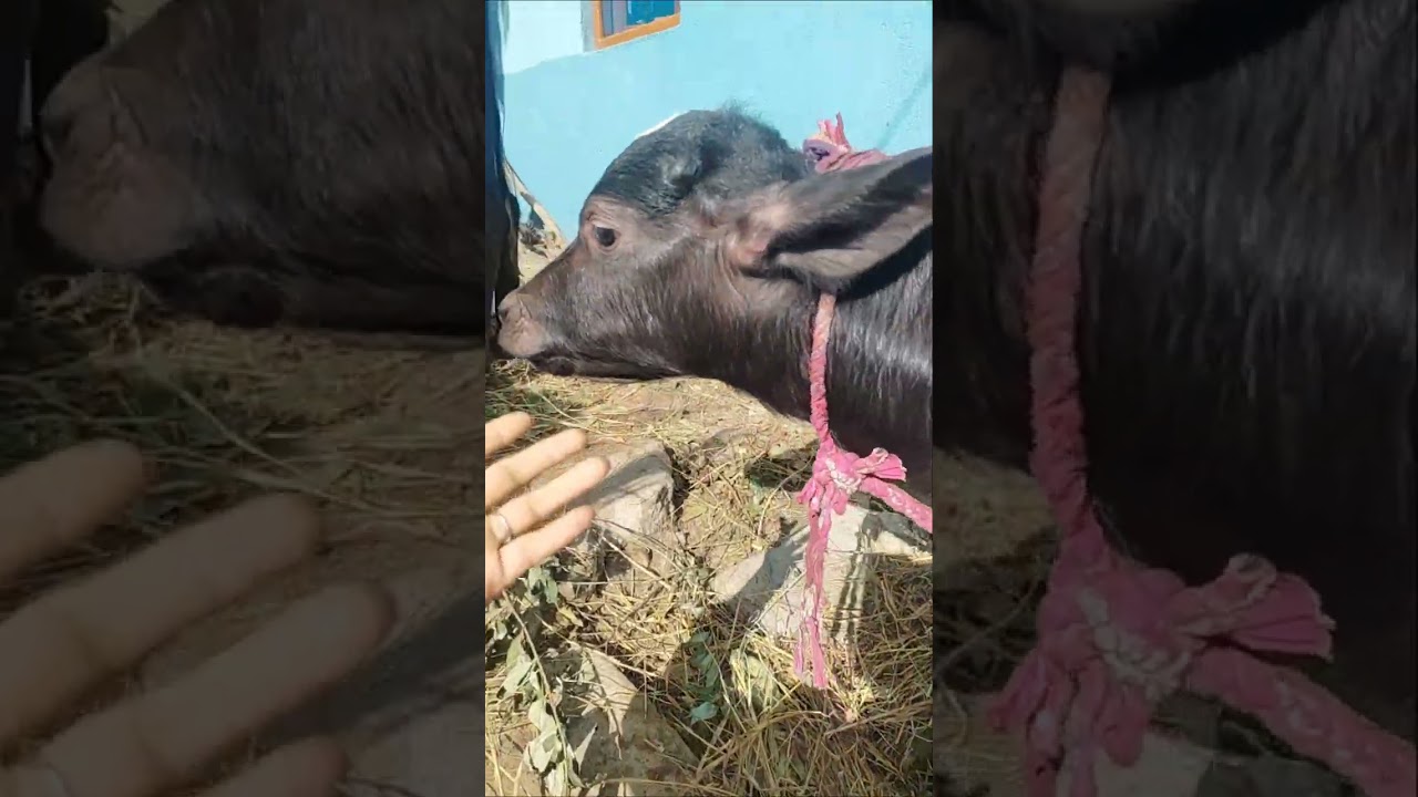 New year के दिन मिली खुशखबरी 🥳 जिसका इंतजार था बहुत समय से🥰