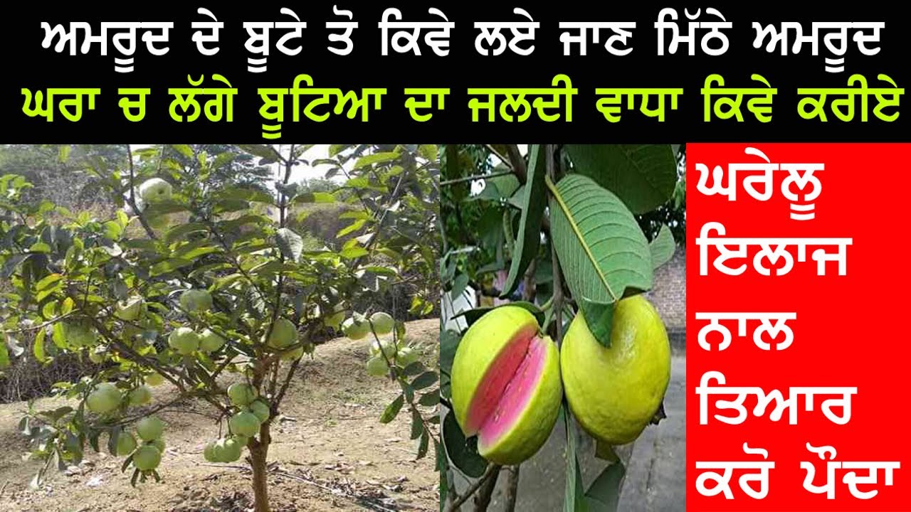 Guava tree care at home | How to care guava plant at home | ਅਮਰੂਦ ਦੇ