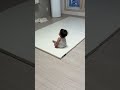 포켓몬 보는 뒷모습이 귀여운 11개월 아기🥹ポケモン見てる後ろ姿が可愛すぎる👶🏻11ヶ月ベビー