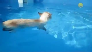Funny Cat Vidios Funny Cats In Water Compilation 2016