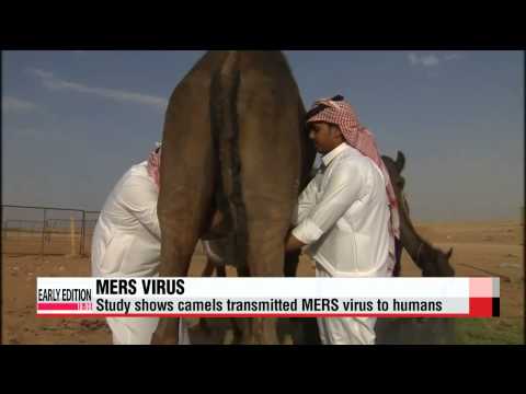 Video: Den Globale Byrde Ved For Tidlig Dødelighed På Grund Af Mellemøsten Respiratorisk Syndrom (MERS) Ved Anvendelse Af Forventede Standardår For Tabt Liv, Til