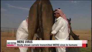 Download lagu MERS spreads from camels to humans study