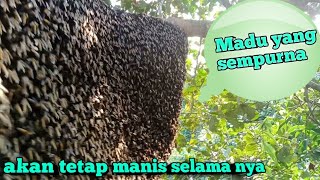 Super bengkak madu nya#panen #madu #hutan #Lebahapisdorsata