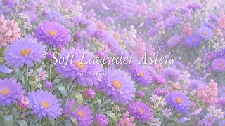 Asters in Soft Lavender Light 🌸 soft waltz piano & flute for studying, reading & sleep screenshot 3