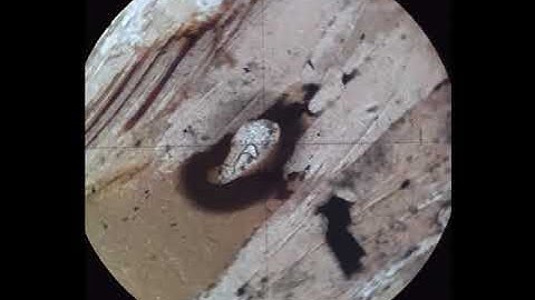 Monazite tutorial Optical mineralogy