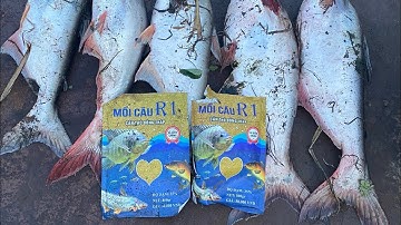 Chia sẻ cách ủ chua cám, giúp câu được những con cá nhát và hàng khủng #camr1 #camr2 #camr3