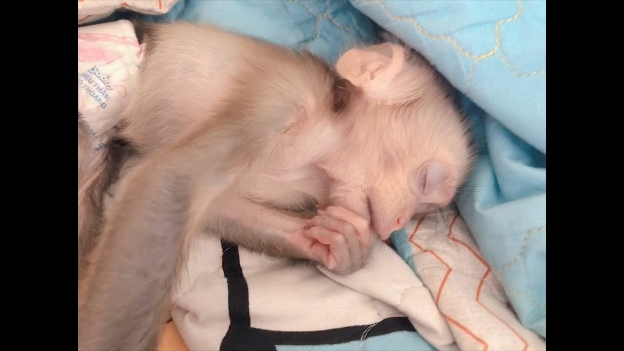 🐵 Monkey Baby Bop adorable when he wake up