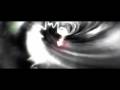 Capture de la vidéo Venetian Snares - Szamar Madar Hd