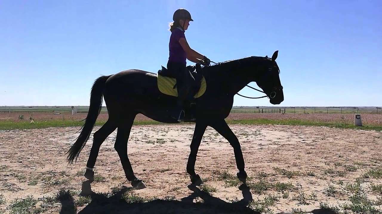 Jordan Haddock riding Sport for the second summer - YouTube