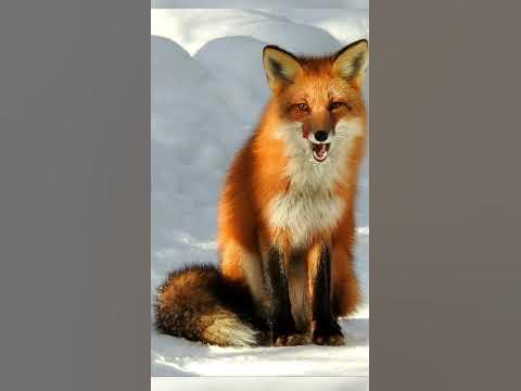 What Sound Does Fox make - YouTube