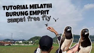 TUTORIAL TO TRAINING EMPRIT BIRDS UNTIL FREE FLY ‼️