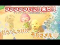 【あつ森】ついに来たぞ!!!!!キャンプサイト厳選200回以上でキャラメルがキタァァァァ♡そしてみすずおかえり。日向のゆったり実況#13