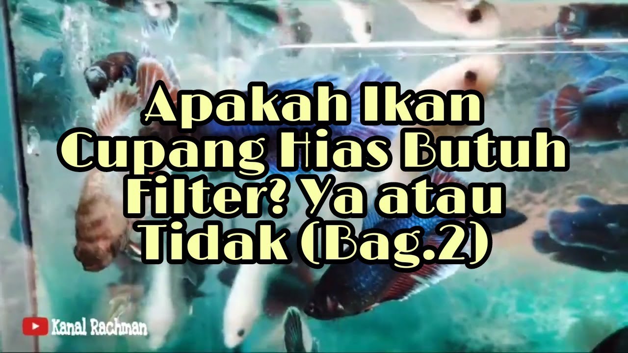 Apakah Ikan Cupang Hias Butuh Filter? Ya atau Tidak (Bag.2) - YouTube