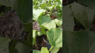 Дині Дайана, Емі, Сара та Нора від Innova Seeds 👍🇺🇸🍈