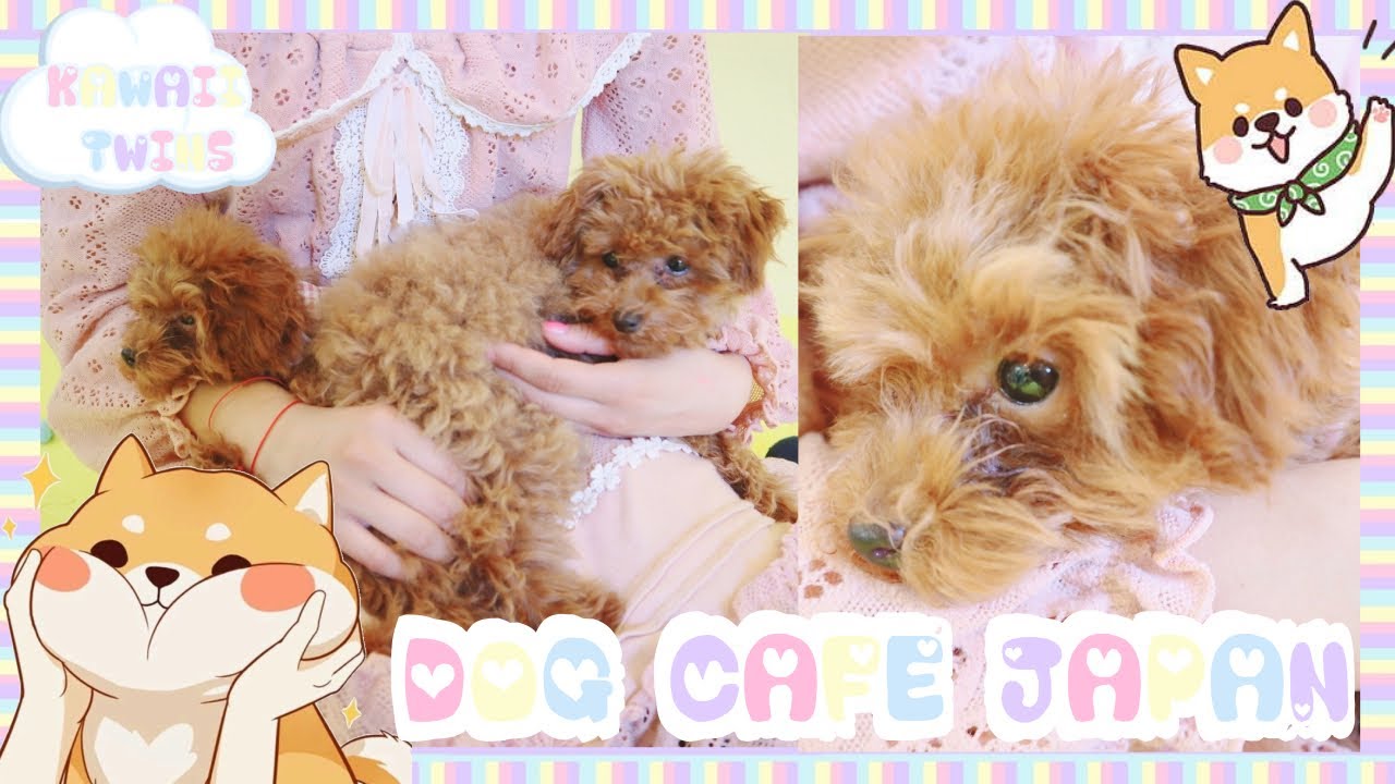 DOG CAFE IN JAPAN! YouTube