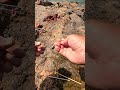 【神秘の釣り】カラビナで魅せる絶景の海と山の調和🎣✨