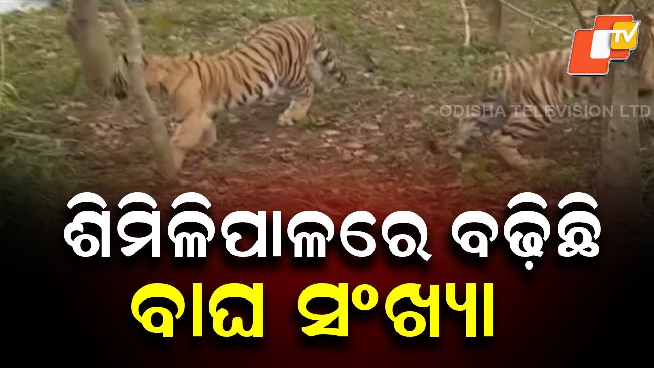 Similipal Tiger Population Rises to 32: Conservation Efforts Show Promising Results