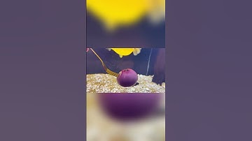 Tôi đã thử cho Cá Nóc Congo Ăn Hành và đây là Kết Quả!