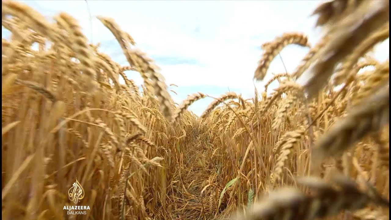 سلوفينيا تخفف الأزمة: إعادة شراء القمح ودعم القطاع الزراعي
