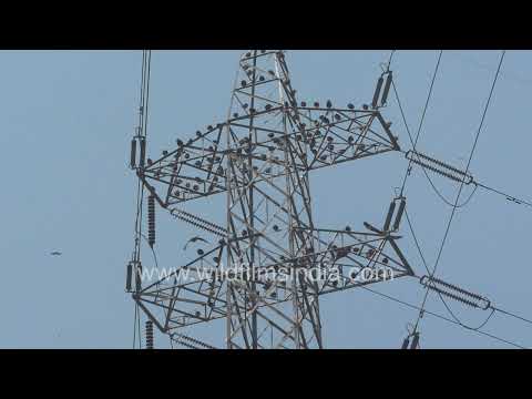 Black Kites gather above the Ghazipur dumping yard in Delhi