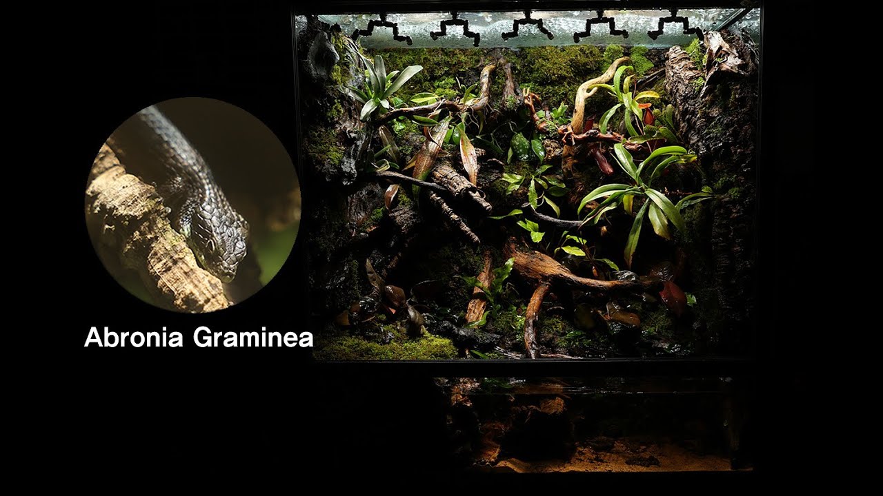 '아브로니아가 사는 어느 습도 높은 정글' 팔루다리움 Humid jungle inhabited by 'Abronia' Paludarium | 900*600*900mm