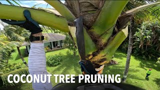 Pruning Coconut trees