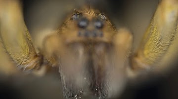 Wemacro - Stack sequence