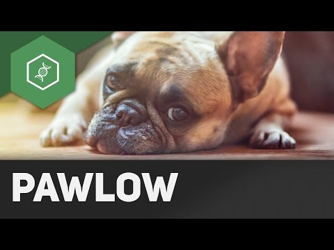 Der Pawlow&rsquo;sche Hund - Einstiegsvideo Verhaltensbiologie