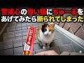 【ちゅーる完敗】警戒心MAXの猫にちゅーるを差し出すと拒否されてしまう