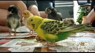 parakeet hanging out with baby chickens