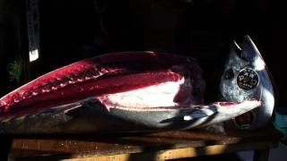 Un thon rouge vendu à 565.000 euros à Tokyo, un record !
