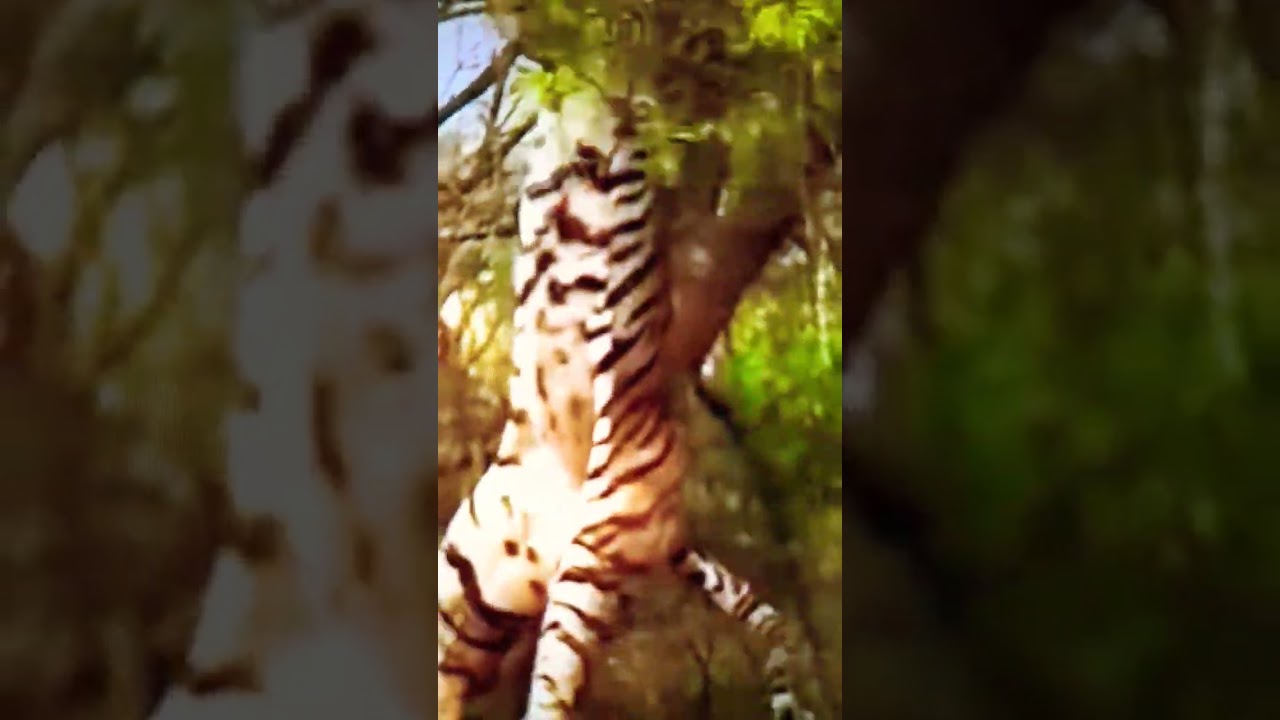 Tiger falls down from a tree by chasing monkey