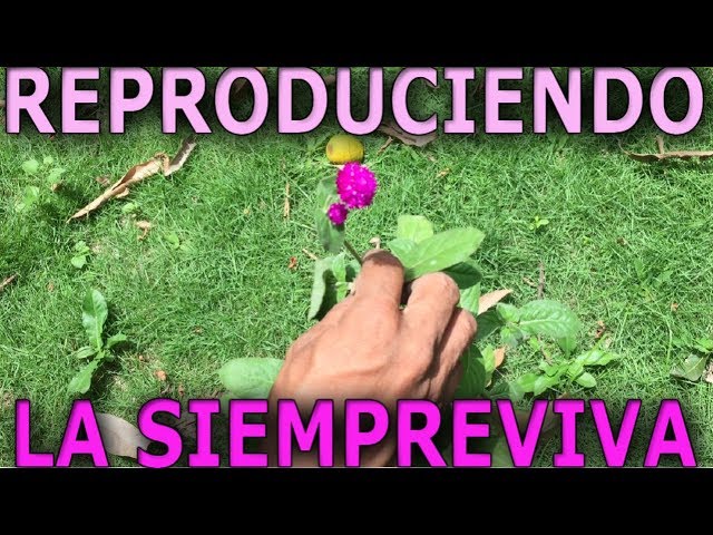 Como reproducir la planta LA SIEMPREVIVA (Gomphrena globosa o amaranto  globoso) - YouTube