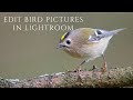 THIS is how I edit my BIRD PHOTOS in LIGHTROOM // Topaz Denoise