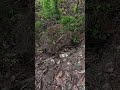4 Brave People Discover a Giant Python Nest Deep in the Forest 😱 Huge Snake Capture! #shorts