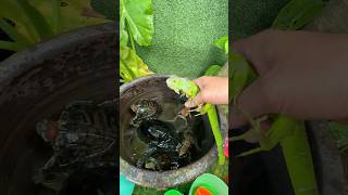 Find cute fish and animals: turtles, frogs, catfish, salamanders.#fish #fishing #animals