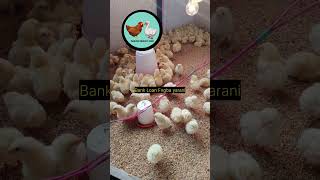 Talk 174: THE 25-DAY ROTATION BROILER FARMING BUSINESS MODEL 💰🐔