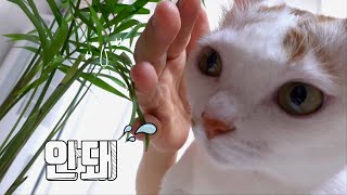 식물이 고양이한테 위험해요