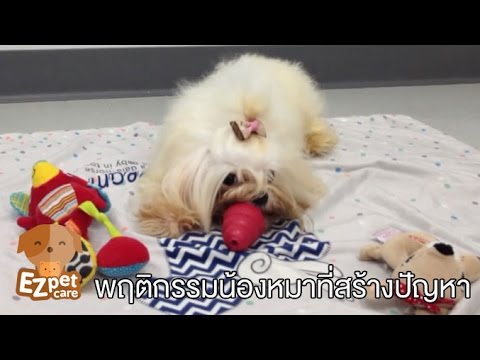 EZ pet care [by Mahidol] พฤติกรรมน้องหมาที่สร้างปัญหา