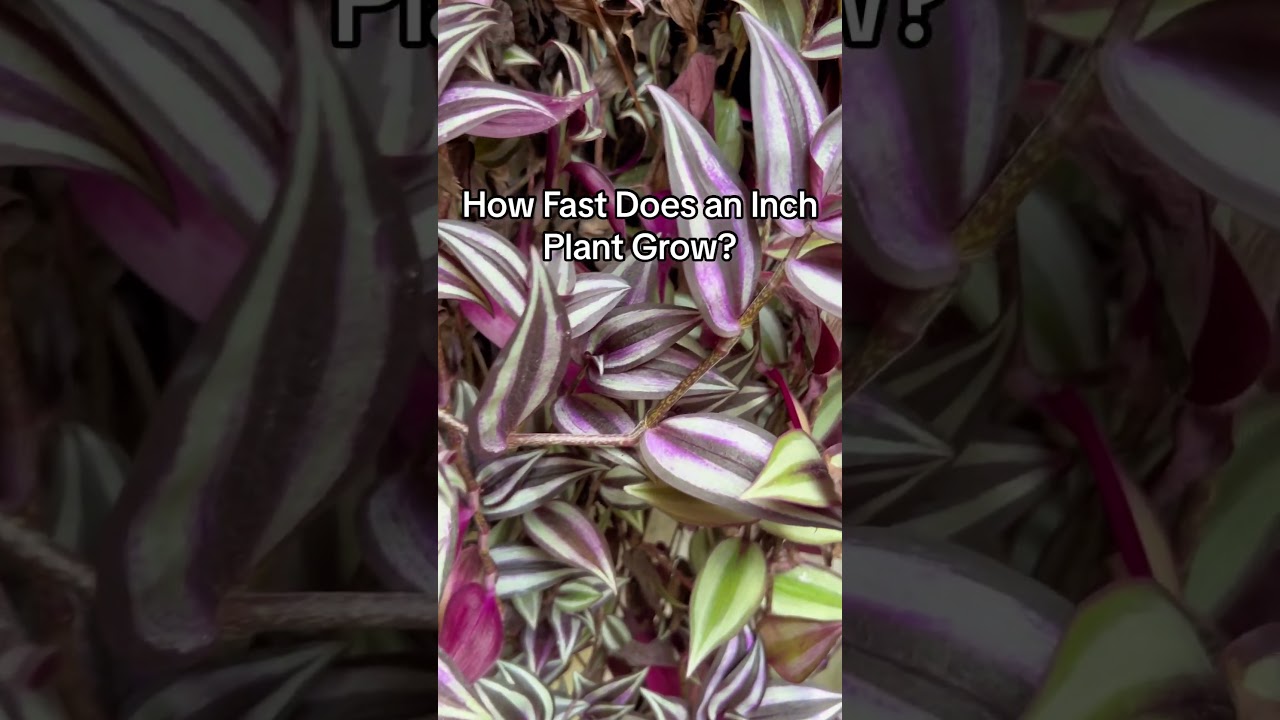 How Fast Do Inch Plants Grow? 